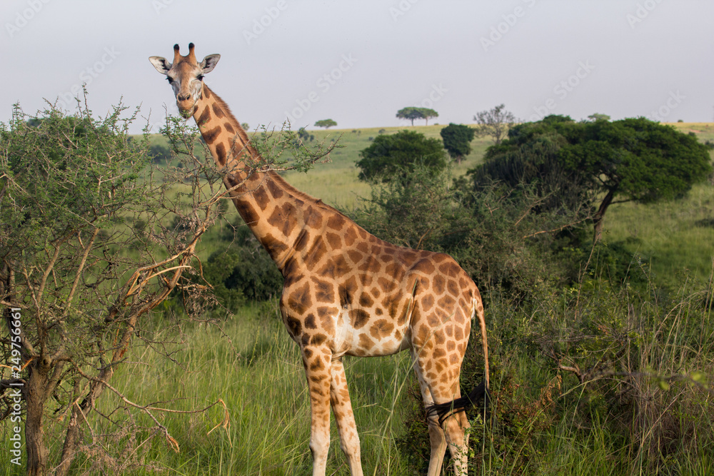 Wild giraffes in Uganda Africa