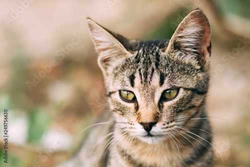 Wallpaper Mural beautiful wild tabby cat, portrait of a cat in the wild Torontodigital.ca
