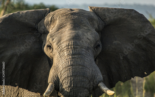 Photography Wild elephant in Uganda