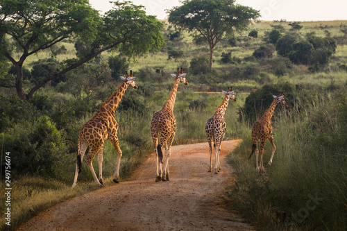 Wild giraffes in Uganda Africa photo