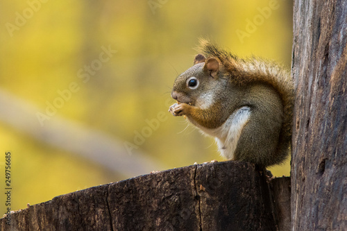 American red squirrel (Tamiasciurus hudsonicus) in autumn