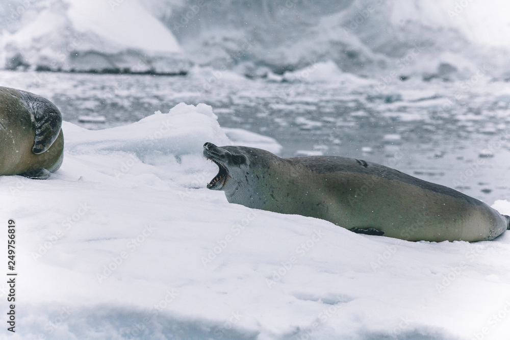 Fototapeta premium Antartica Expedition