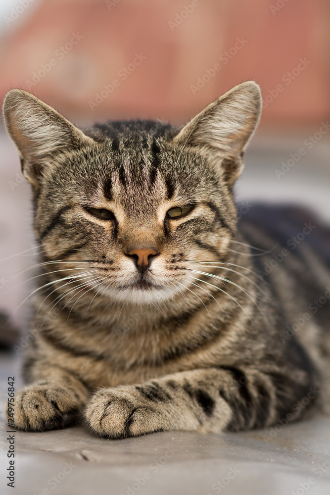 portrait of striped cat, beautiful cat close - up, wild cat