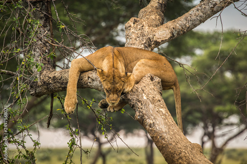 Wild lion sleeping in tree in Murchison Falls National Park Uganda Africa