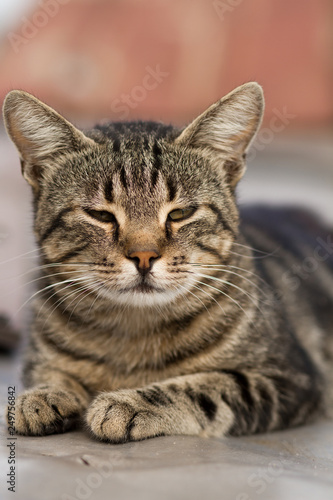 portrait of striped cat, beautiful cat close - up, wild cat