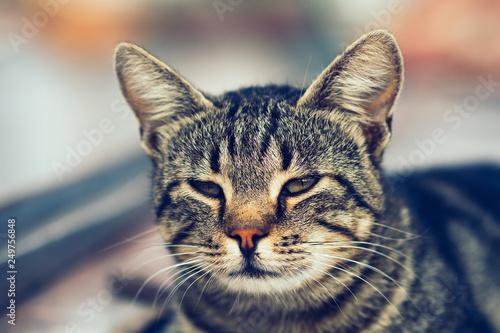 portrait of striped cat, beautiful cat close - up, wild cat © demzp