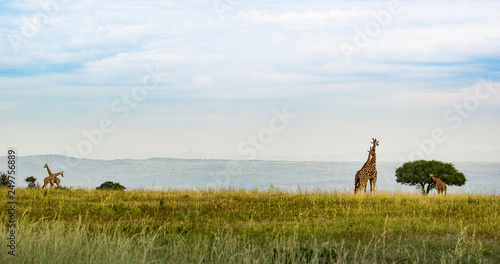 Photography Wild giraffes in Uganda Africa