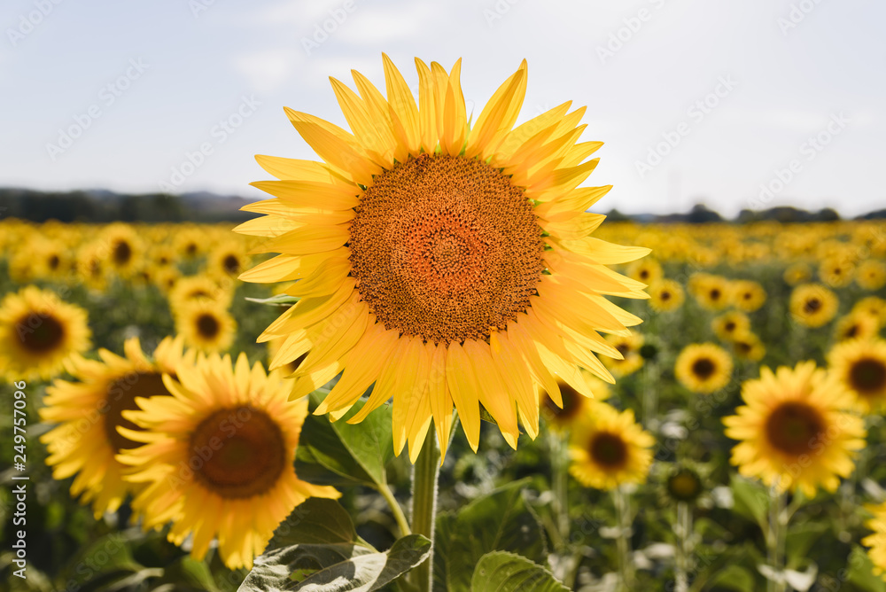 Sunflower close up in the field with a little bee