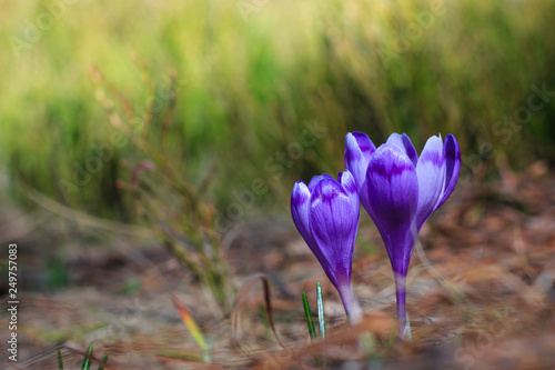 Beautiful first spring flowers. View of close-up blooming violet crocuses on a meadow in spring time. Nature background Images. Europe.