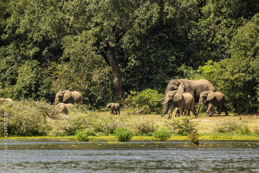 Obraz premium Wild elephant family in Uganda Africa