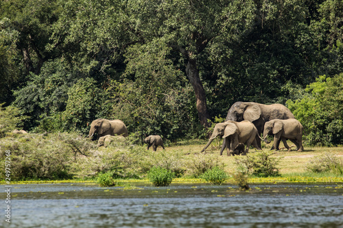 Wild elephant family in Uganda Africa