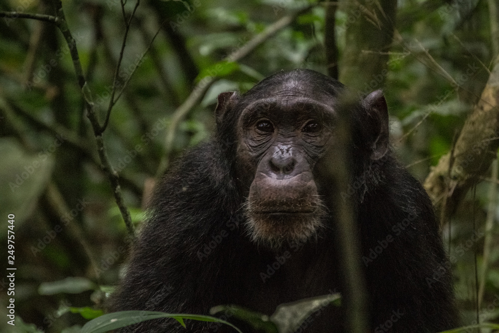 Wild male chimpanzee in Kibale National Park Uganda Africa Wild male chimpanzee in Kibale National Park Uganda Africa