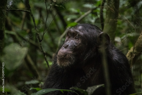 Fototapeta Naklejka Na Ścianę i Meble -  Wild male chimpanzee in Kibale National Park Uganda Africa