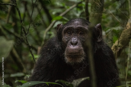 Wild male chimpanzee in Kibale National Park Uganda Africa © HartSmith