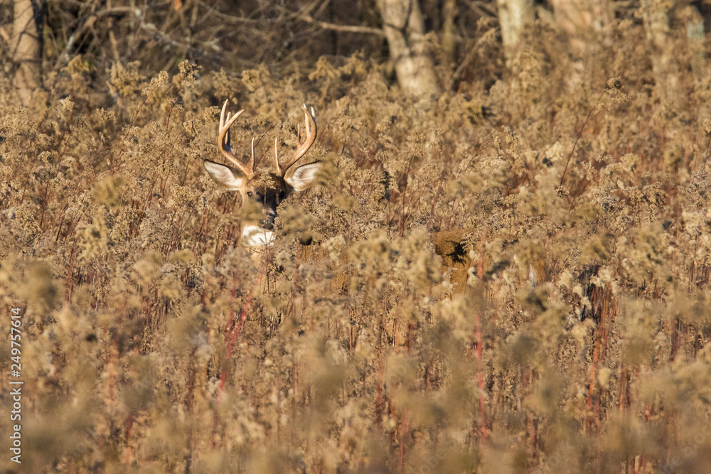 white tailed deer buck in autumn white tailed deer buck in autumn