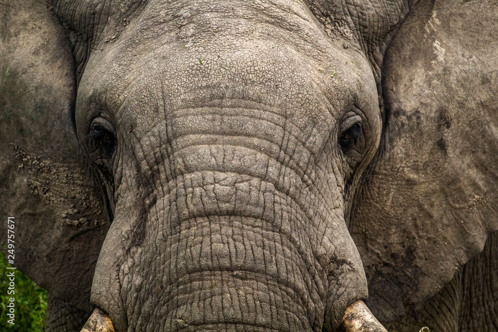 Wild elephant in Uganda Africa Wild elephant in Uganda Africa