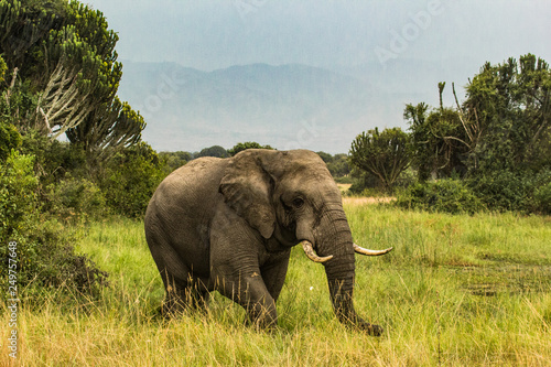 Canvas Print Wild elephant in Uganda Africa