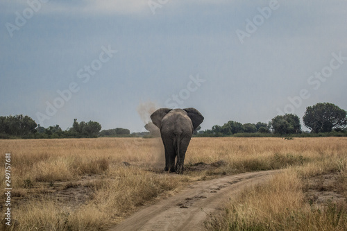 Wild male elephant dusting himself in Queen Elizabeth National Park Uganda