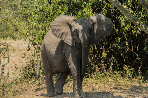 Wild baby elephant in Queen Elizabeth National Park Uganda