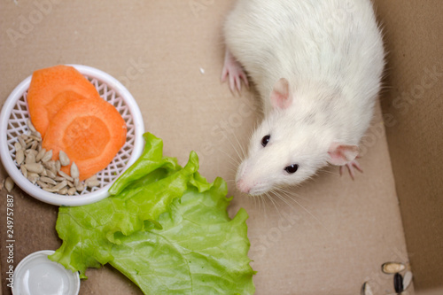 White dumbo rat first day at home. Domestic rat pet. photo