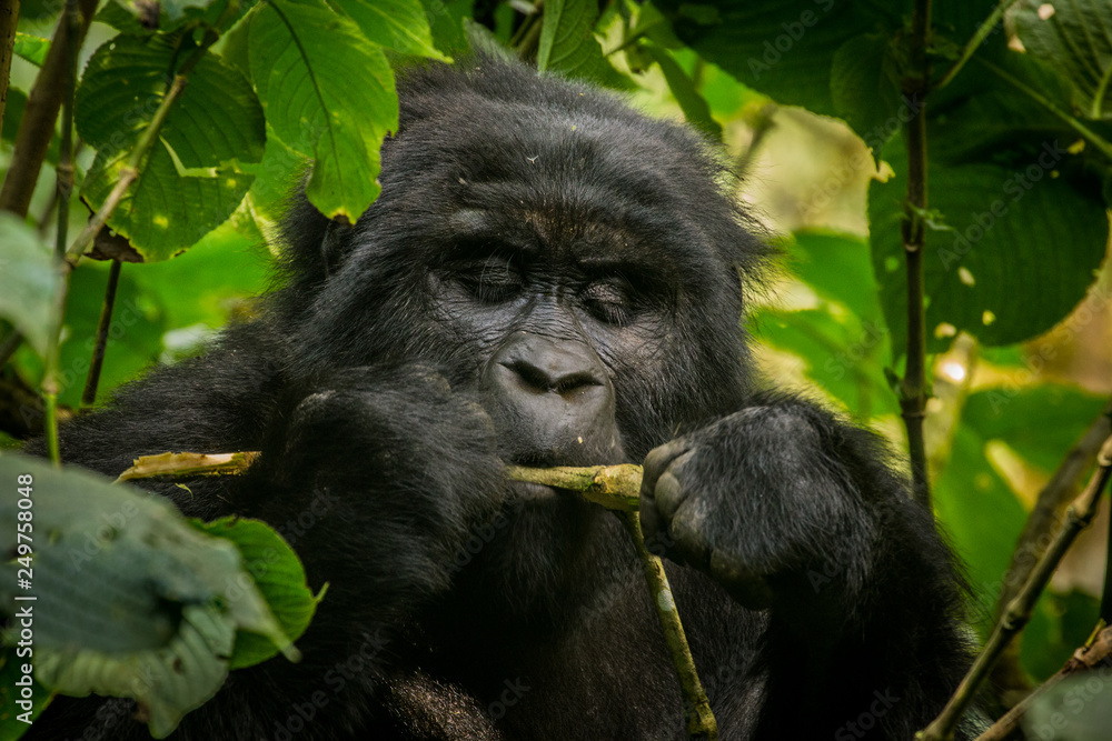 Female mountain gorilla in Bwindi Impenetrable Forest Uganda Female mountain gorilla in Bwindi Impenetrable Forest Uganda