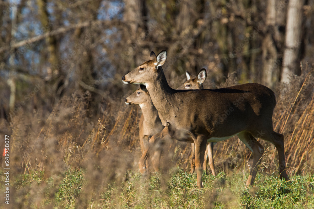 white tailed deer in autumn white tailed deer in autumn