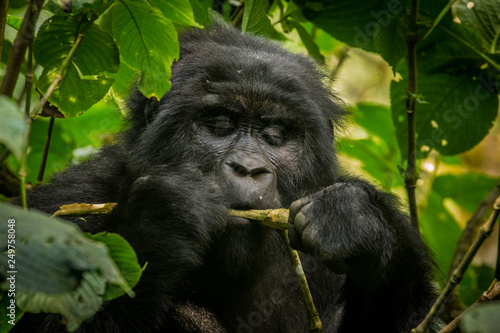 Female mountain gorilla in Bwindi Impenetrable Forest Uganda © HartSmith