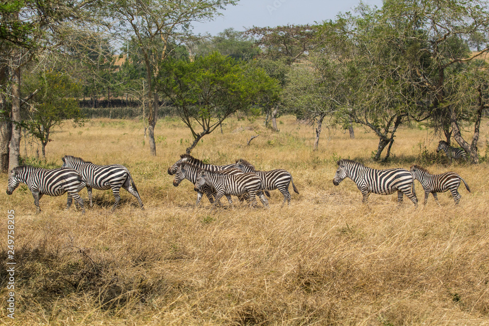 Fototapeta premium Zebras in Uganda Africa
