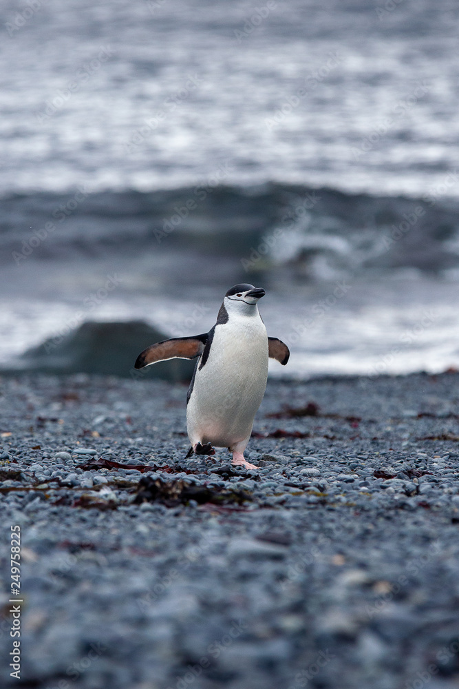 Fototapeta premium Antartica Expedition