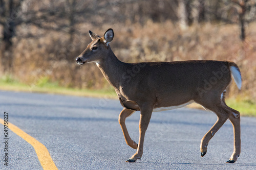 white tailed deer crossing the road