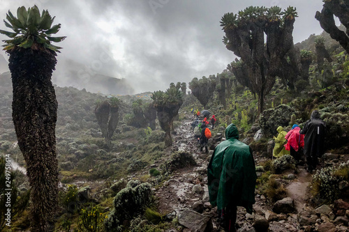 Fotografi Walkers on the way to the summit of Kilimanjaro, crossing a forest of senecios
