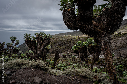 Senecio trees in Kilimanjaro National Park photo