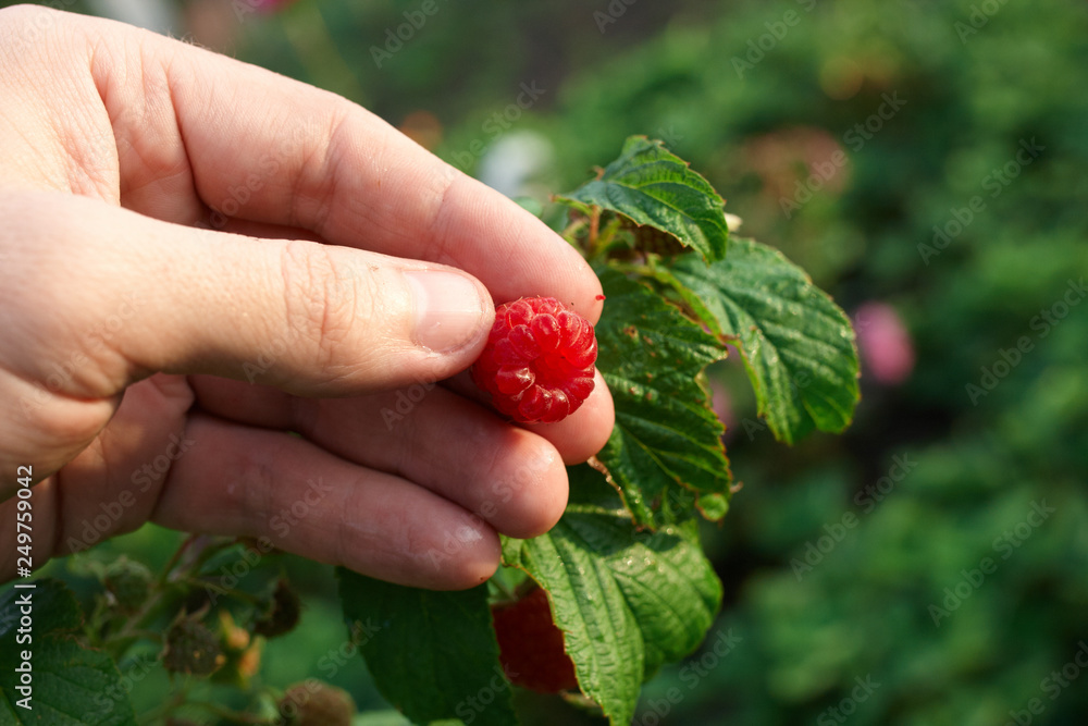 Hand gather raspberries on a bush. Close up of raspberry cane. Summer garden in village. Growing berries harvest at farm Hand gather raspberries on a bush. Close up of raspberry cane. Summer garden in village. Growing berries harvest at farm