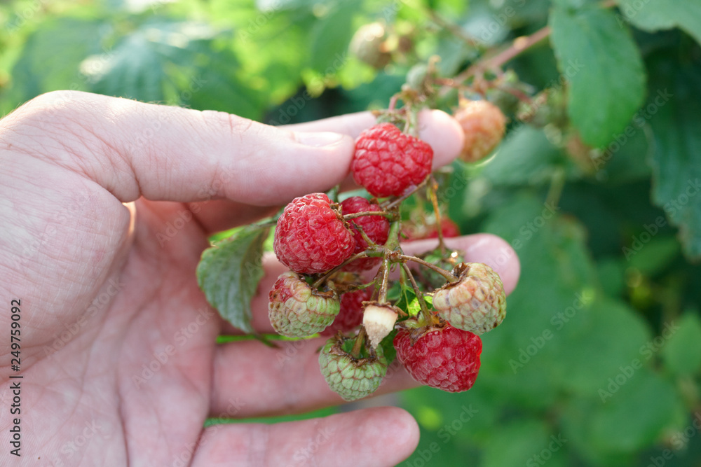 Hand gather raspberries on a bush. Close up of raspberry cane. Summer garden in village. Growing berries harvest at farm Hand gather raspberries on a bush. Close up of raspberry cane. Summer garden in village. Growing berries harvest at farm