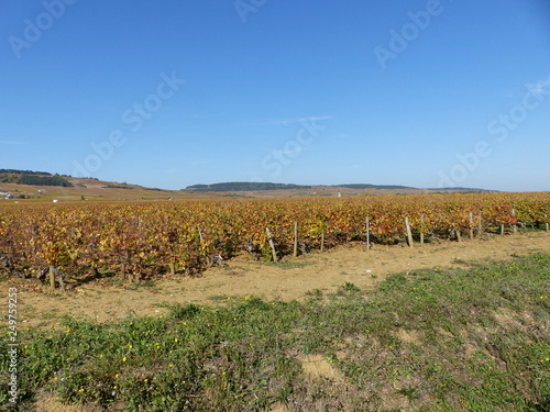 Herbstliche Weinberge bei Pommard im Burgund