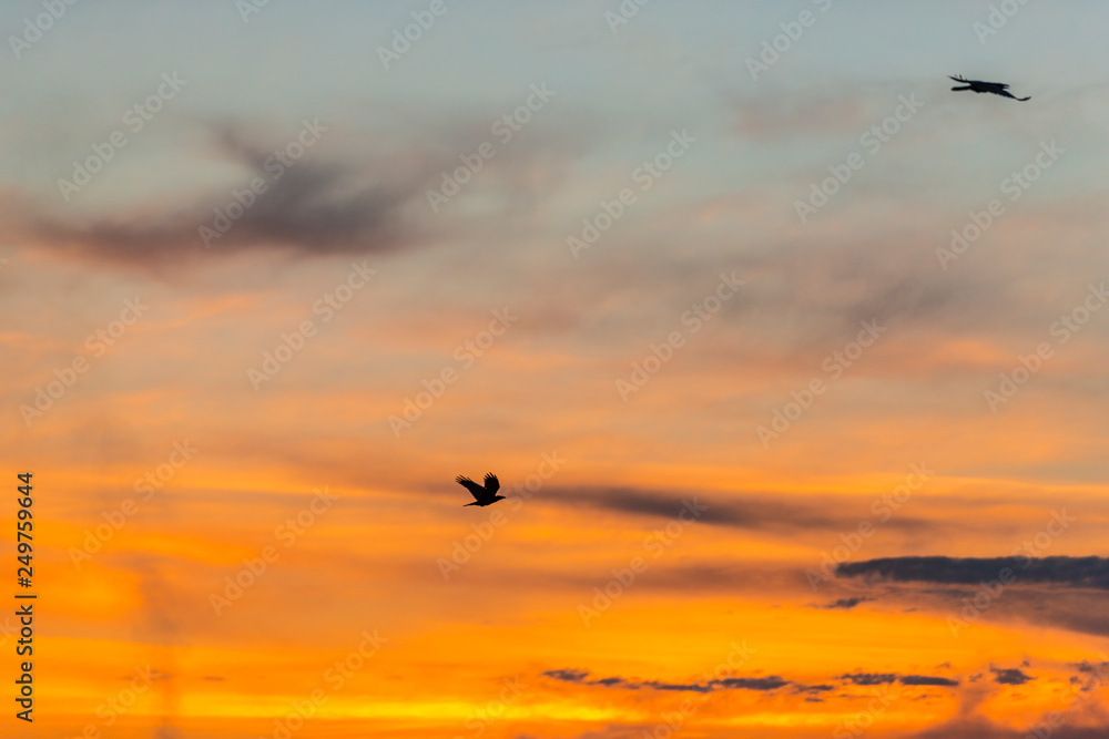 Naklejka premium bird at sunset