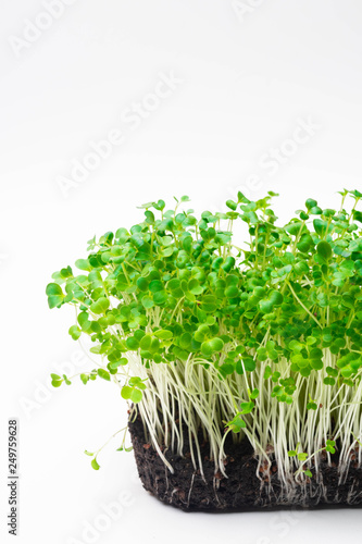 microgreen sprouts Raw sprouts, microgreens, healthy eating concept