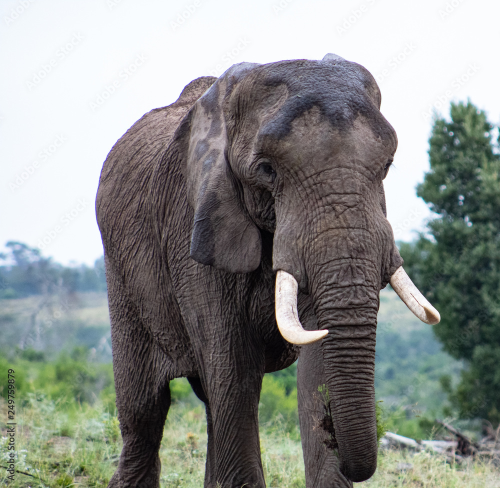 Fototapeta premium African elephant close up; safari photography