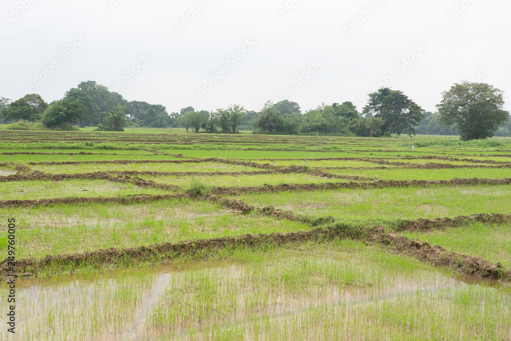 rice field in sri lanka