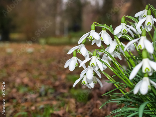 leuchtende Schneeglöckchen am Waldrand  läuten den Frühling ein photo