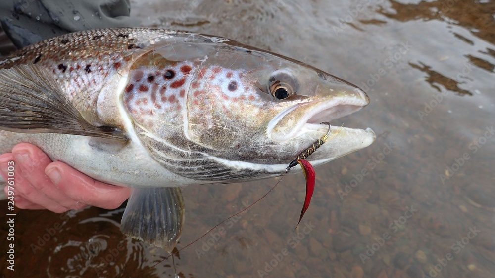 Obraz premium Atlantic Salmon with 