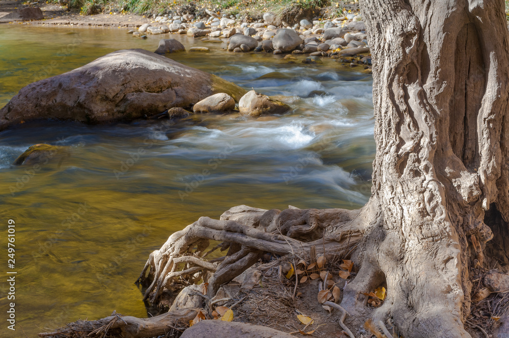 Fototapeta premium Virgin River - Zion National Park