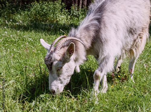 light goat with horns on pasture