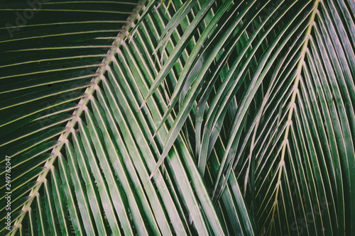 Background picture of a close up of green palm leaves in a jungle like style.