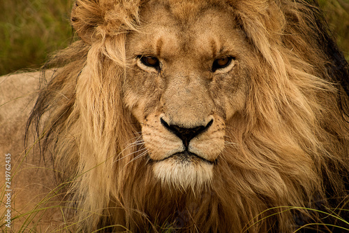 The lion king: beautiful male lion, close up of head and mane