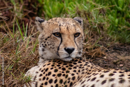 African Safari: a beautiful cheetah in the african bush; close up of head