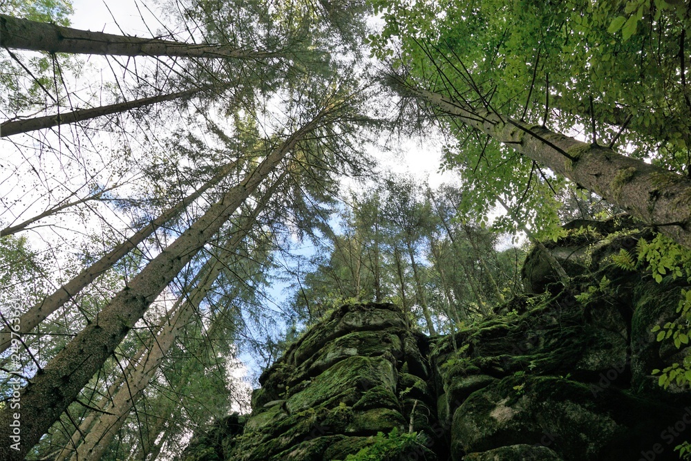 Fototapeta premium Klammleiten Wanderung bei Grein in Österreich
