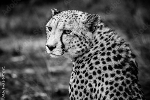 African Safari: a beautiful cheetah in the african bush; close up of head