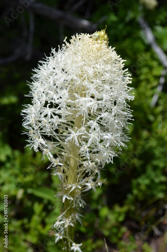 Bear Grass in Glacier National Park