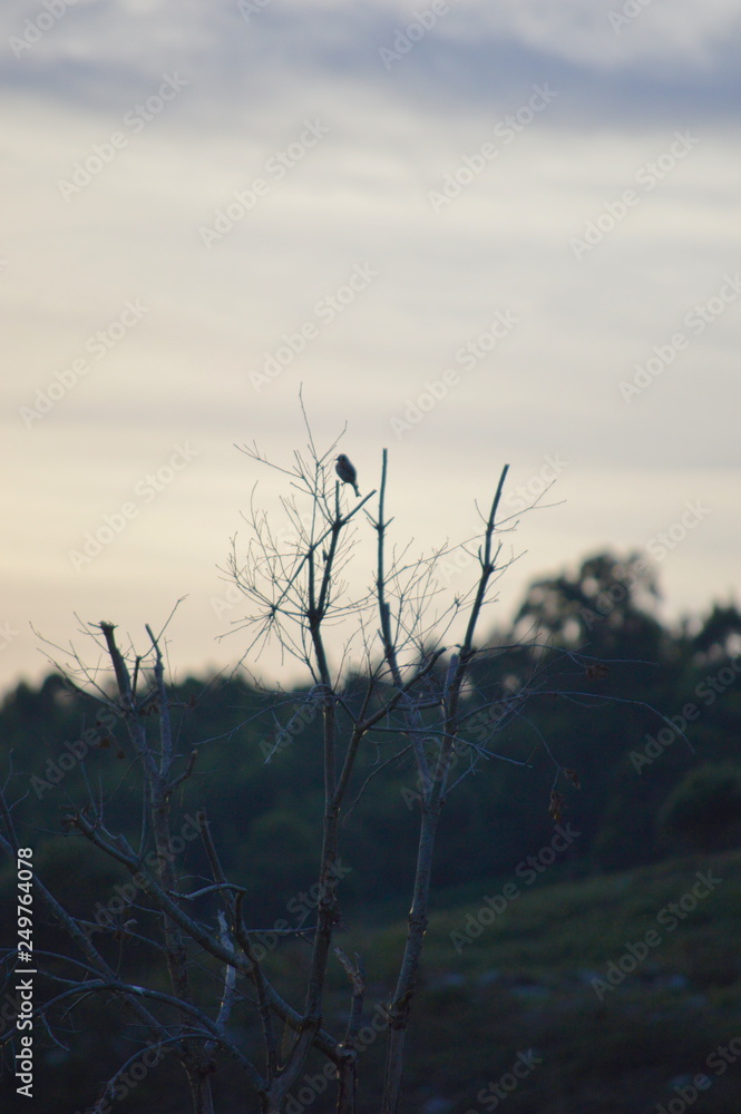 A sparrow on a branch